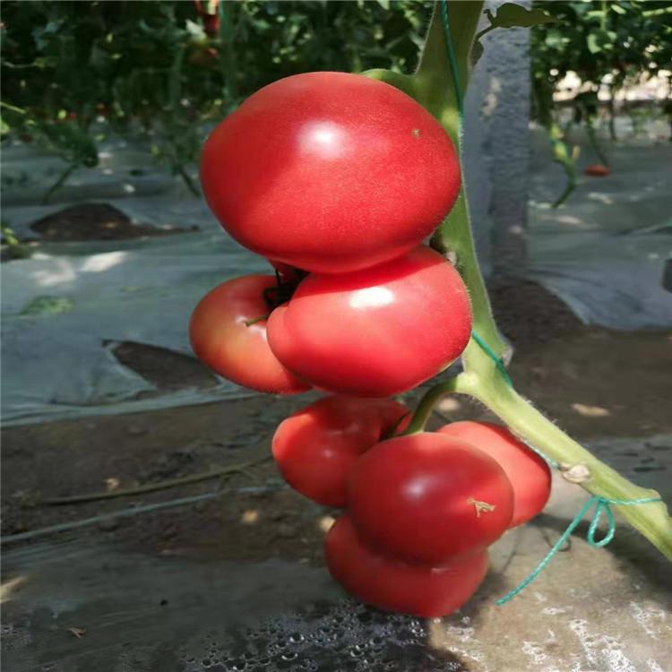 抗青枯西红柿种苗  长势好  抗TY番茄种苗  种苗基地