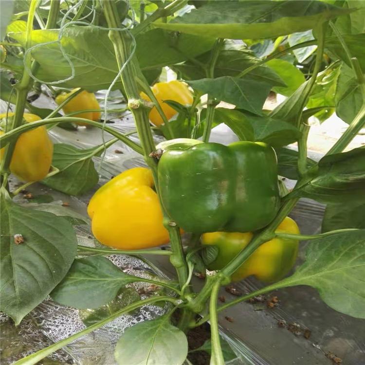 灯笼椒种苗  菜椒种苗  长势好辣椒苗  口感好辣椒苗