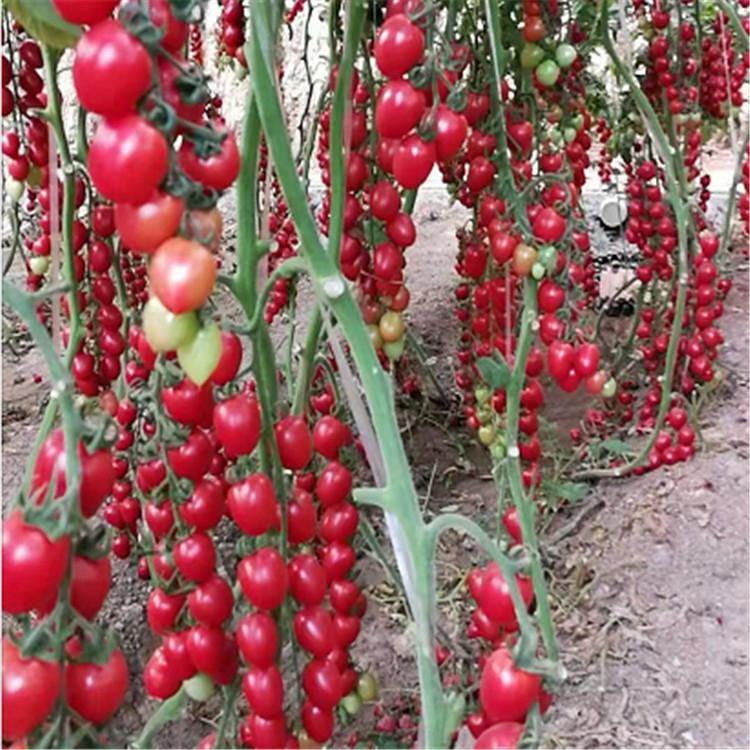 温室种植 番茄种苗 抗死棵 抗病虫害 田骏种苗基地量大价优
