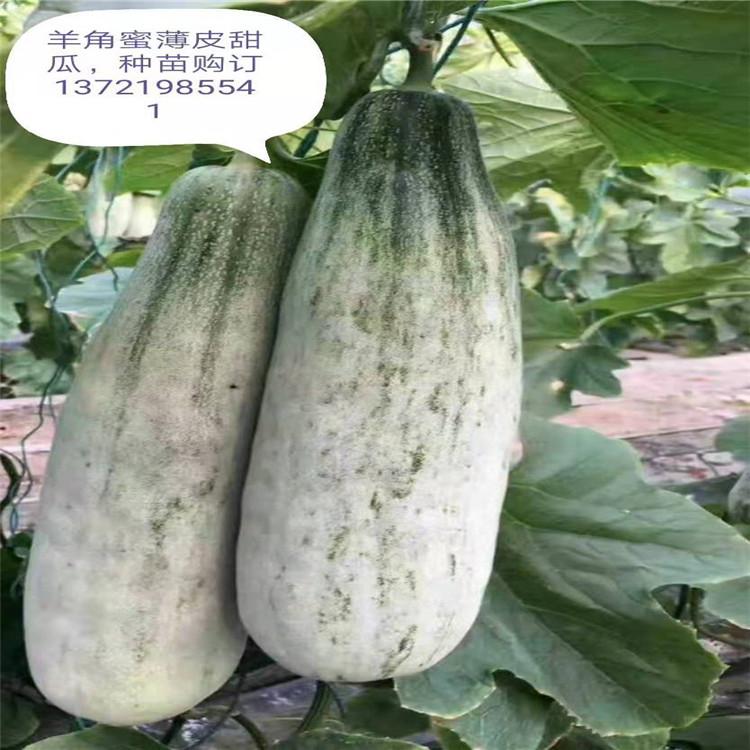 甜瓜种苗批发 博洋61种苗  肉质酥脆博洋甜瓜苗批发销售