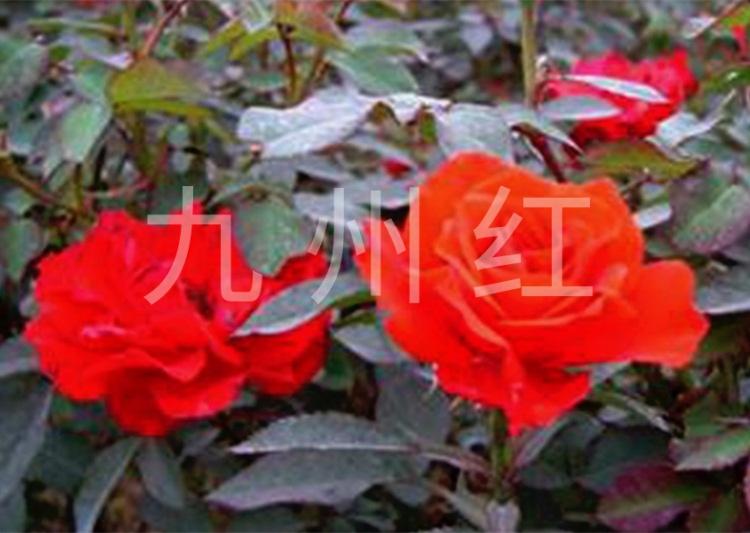 月季苗 丰花月季 月季厂家直销
