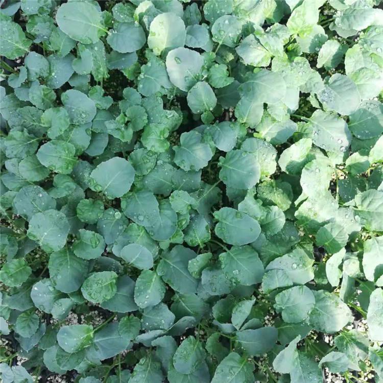 新鲜西兰花苗 量大价优 青花菜种苗 山东种苗批发