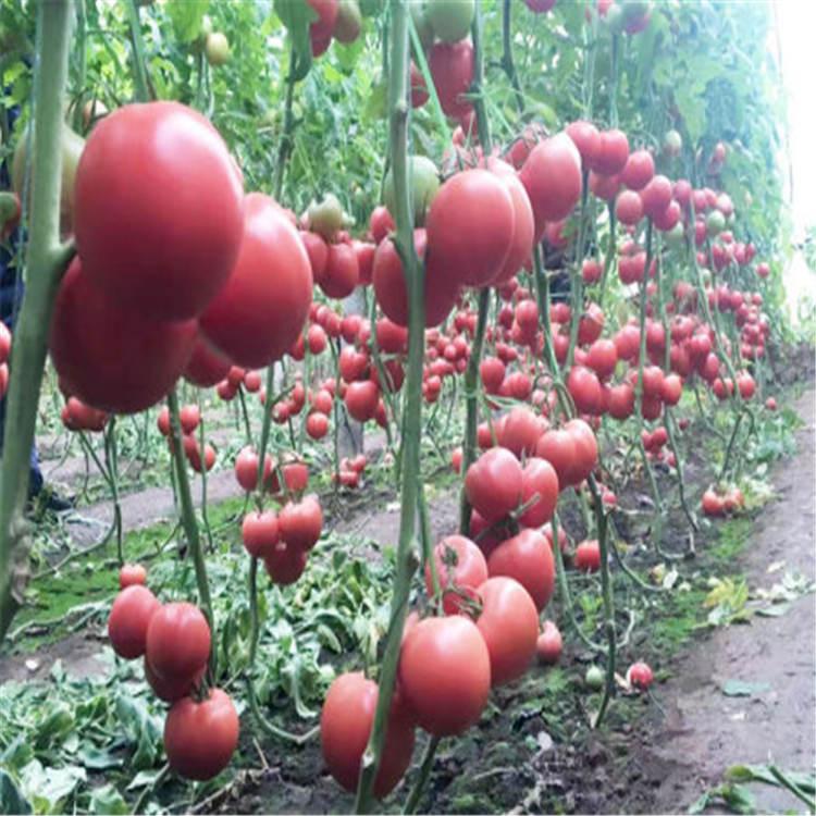供应樱桃番茄苗  结果多  口感甜脆  广辰种苗   种植批发