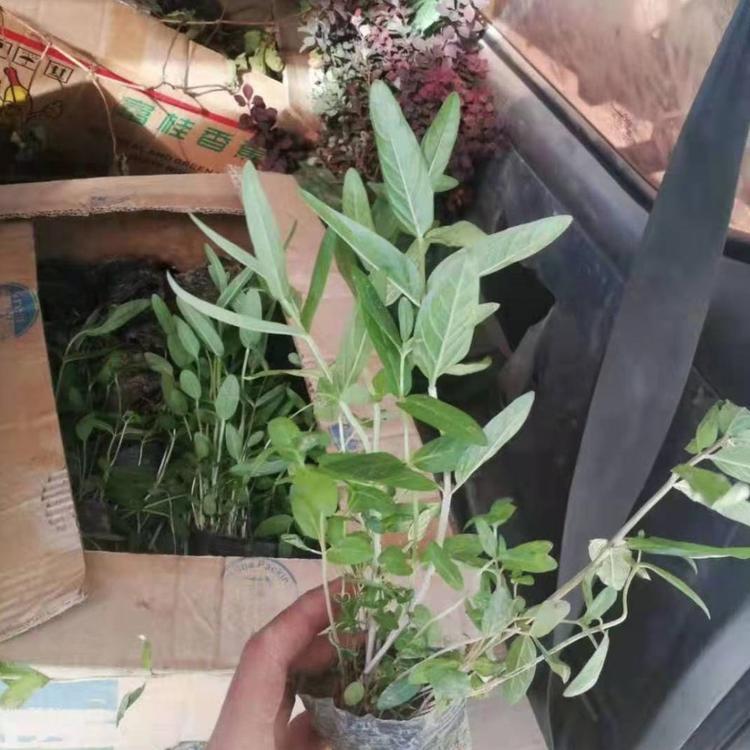 千屈菜批发直销   千屈菜小苗批发