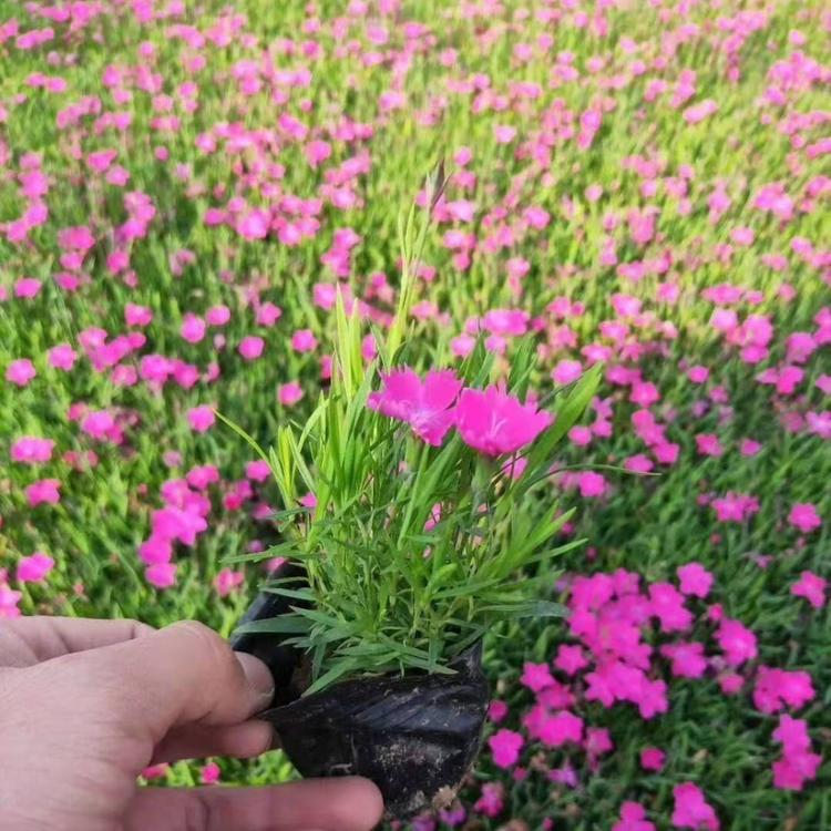 欧石竹幼苗     欧石竹