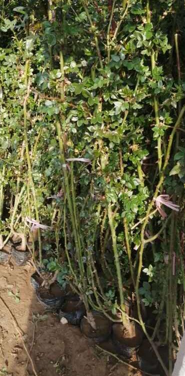 藤本月季种植基地 藤本月季价格 营养杯藤本月季价格
