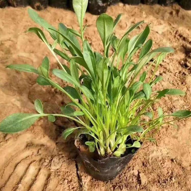 大花金鸡菊价格 青州草花批发 山东绿化苗木价格咨询 俊宇