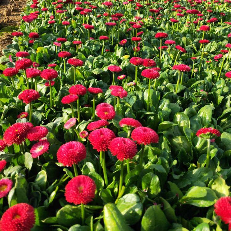 雏菊苗 雏菊苗批发价格 江苏雏菊苗