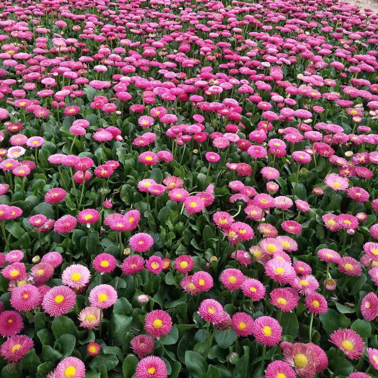 雏菊苗 雏菊销售