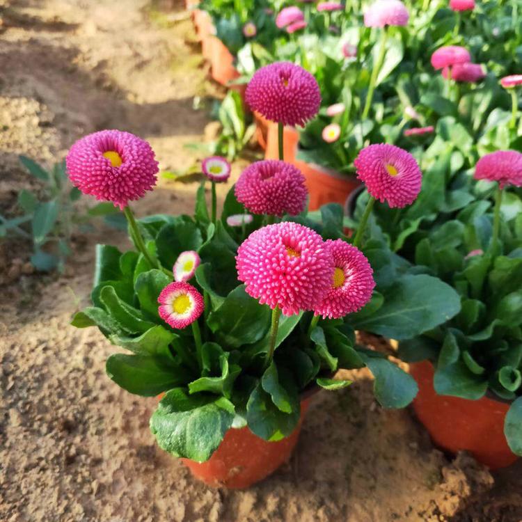 雏菊苗 雏菊苗基地 宁夏雏菊苗