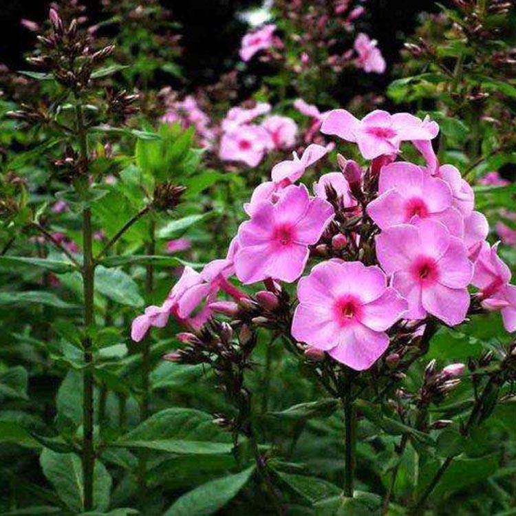 福禄考价格 福禄考批发价格 咨询俊宇花卉 山东花卉苗木种植基地