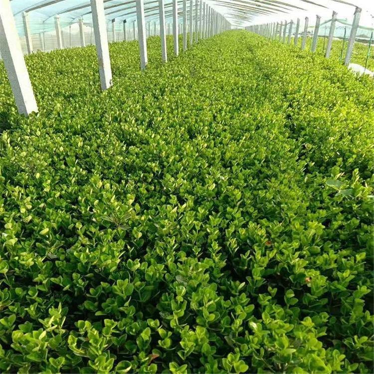 俊红供应绿化苗木冬青苗 灌木冬青批发 工程专用苗冬青苗