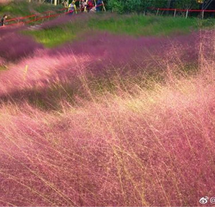 俊红批发 粉黛乱子草花海专用小苗 基地直供 粉黛乱子草杯苗