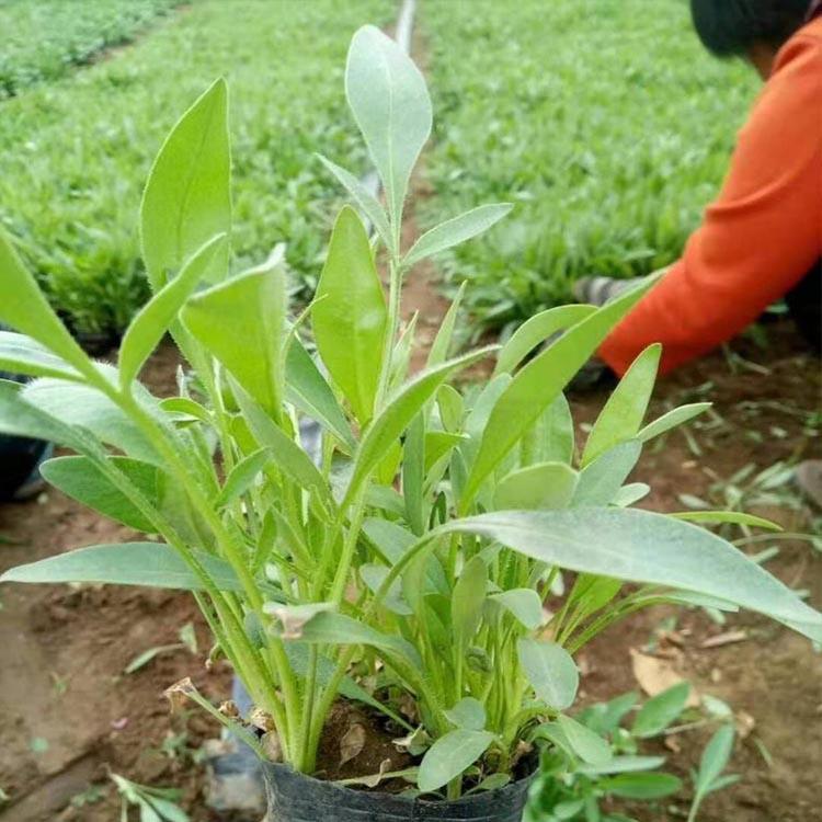 新希望大花金鸡菊基地种植 青州金鸡菊批发价格