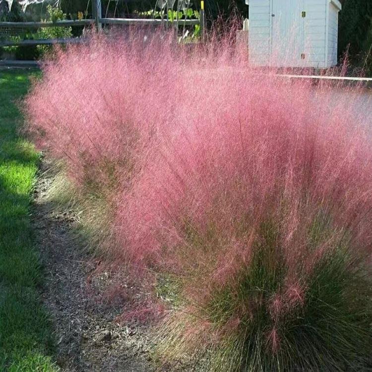粉黛乱子草花海苗 基地培育粉黛乱子草