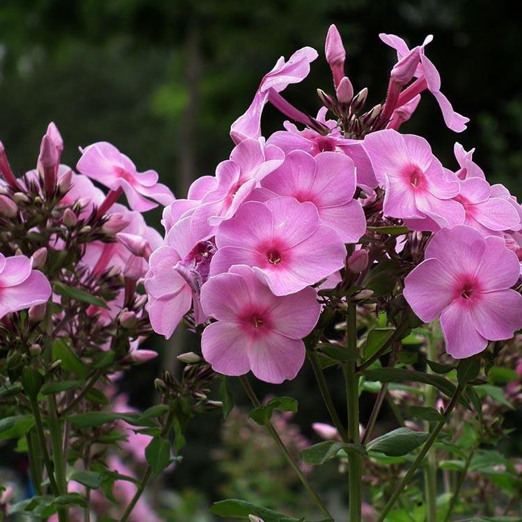 观赏福禄考批发 花海福禄考小苗种植基地