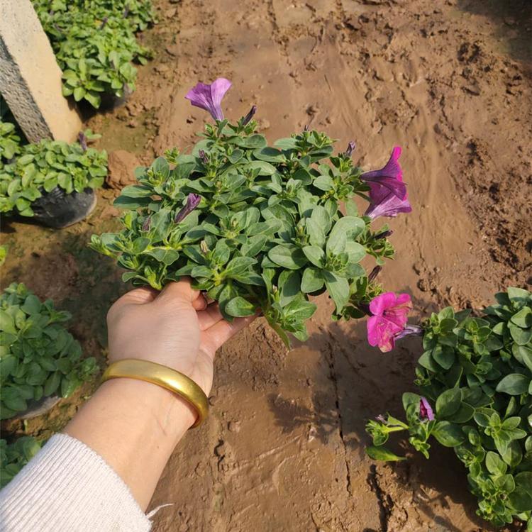 垂钓牵牛小苗 山东垂钓牵牛杯苗供应商 泽鑫花卉