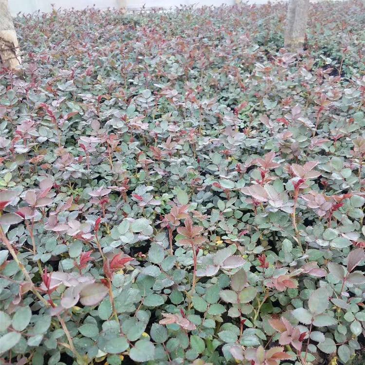 供应玫瑰花苗 四季常开玫瑰月季花苗 四季玫瑰苗 丰花月季苗