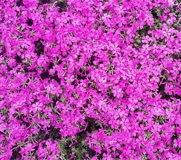 自产自销 丛生福禄考苗 江浩花卉基地报价 现起苗现装车发货