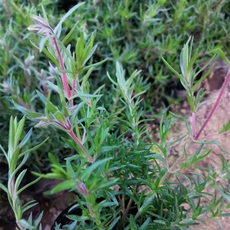 青州 丛生福禄考基地  丛生福禄考价格优惠  丛生福禄考小苗出售