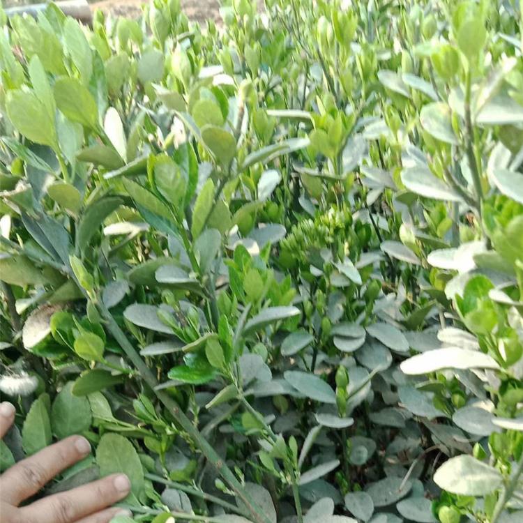 冬青苗子批发  冬青种植基地  冬青小苗培育