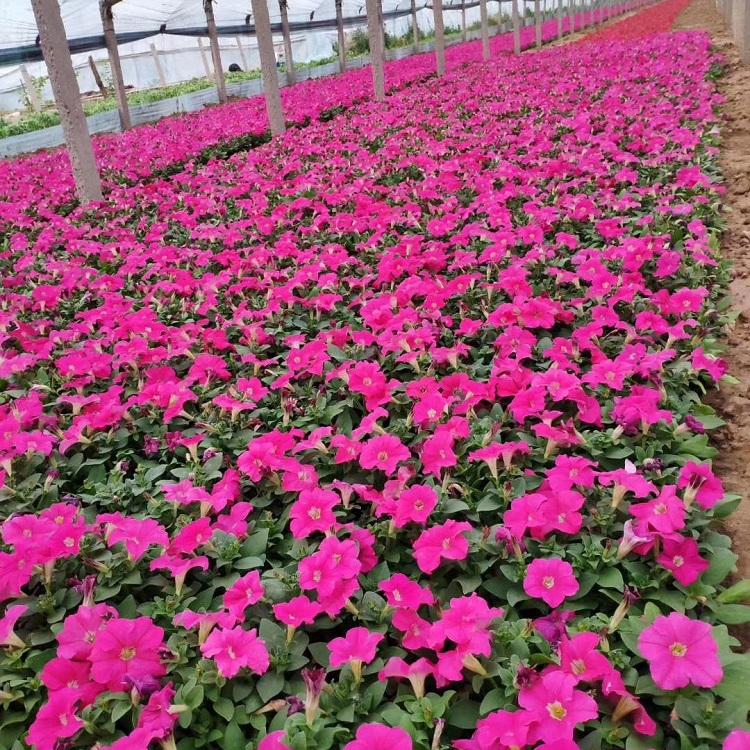 枣庄常年种植营养杯小花垂吊矮牵牛承玉花卉