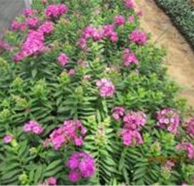 福禄考小苗优惠价格 山东福禄考培育基地直销 福禄考小苗培育