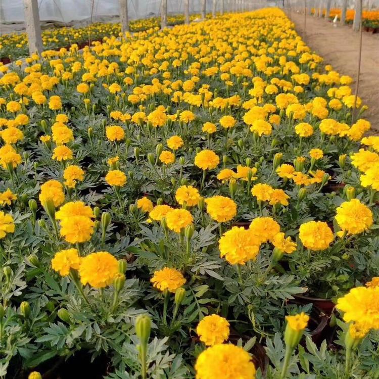 孔雀草基地 孔雀草报价 孔雀草苗出售