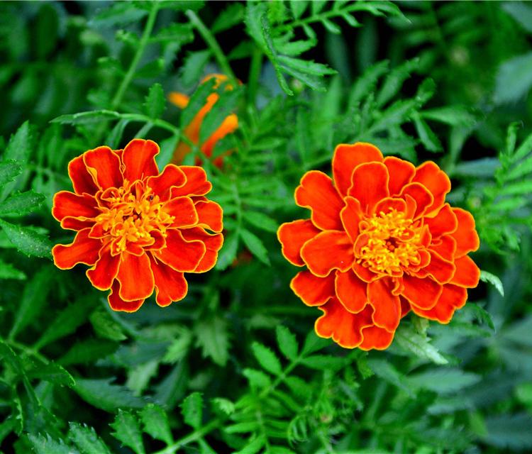 孔雀草苗子批发 孔雀草种植基地 孔雀草小苗培育