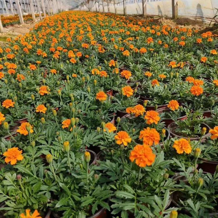 孔雀草基地 孔雀草价格 孔雀草供应
