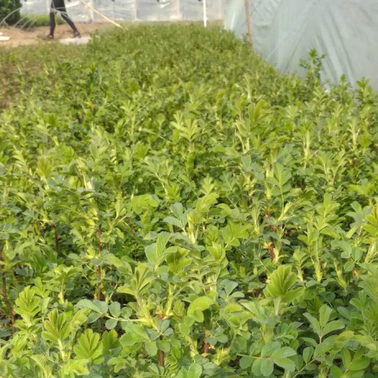 四季玫瑰基地 四季玫瑰价格 四季玫瑰供应