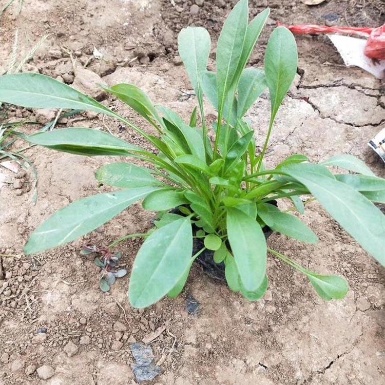 基地种植金鸡菊 大花金鸡菊小苗批发商