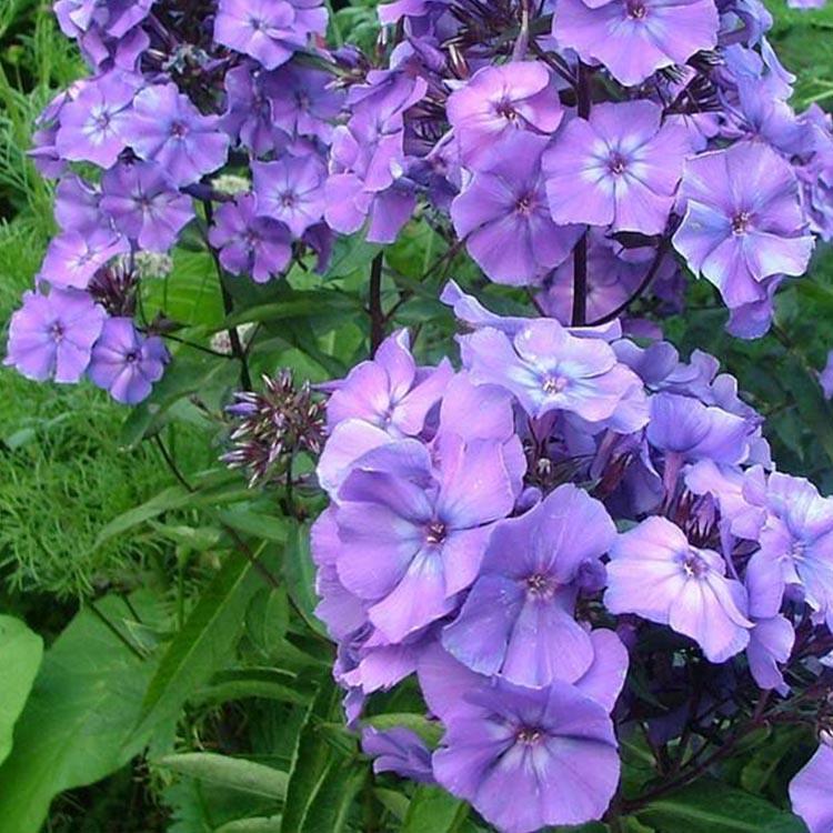 福禄考 批发福律考花海苗 新希望花镜福禄考