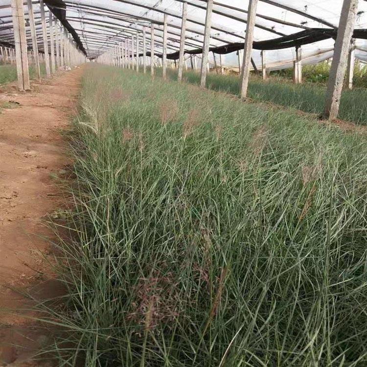 粉黛乱子草花海 粉黛乱子草小苗 基地种植