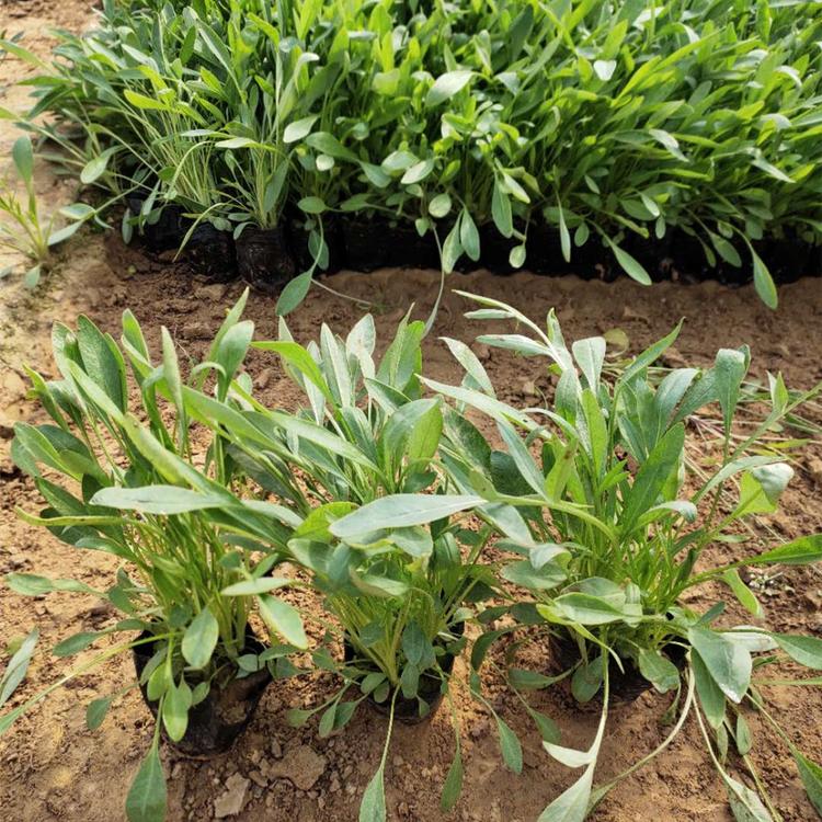 金鸡菊苗子批发 金鸡菊种植基地 金鸡菊小苗培育