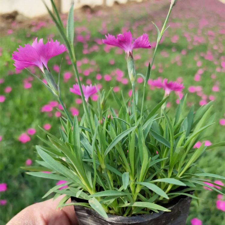 青州欧石竹基地 欧石竹价格优惠 欧石竹小苗出售