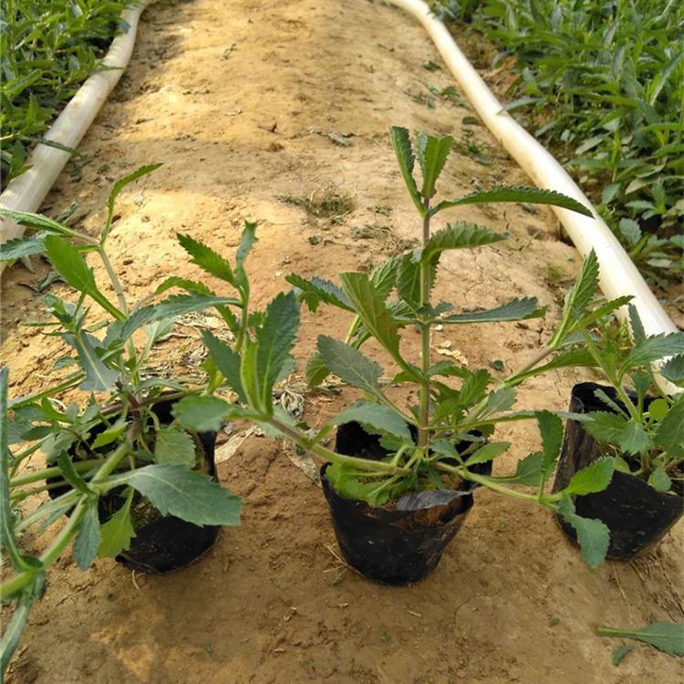 马鞭草 马鞭草小苗批发 马鞭草价格