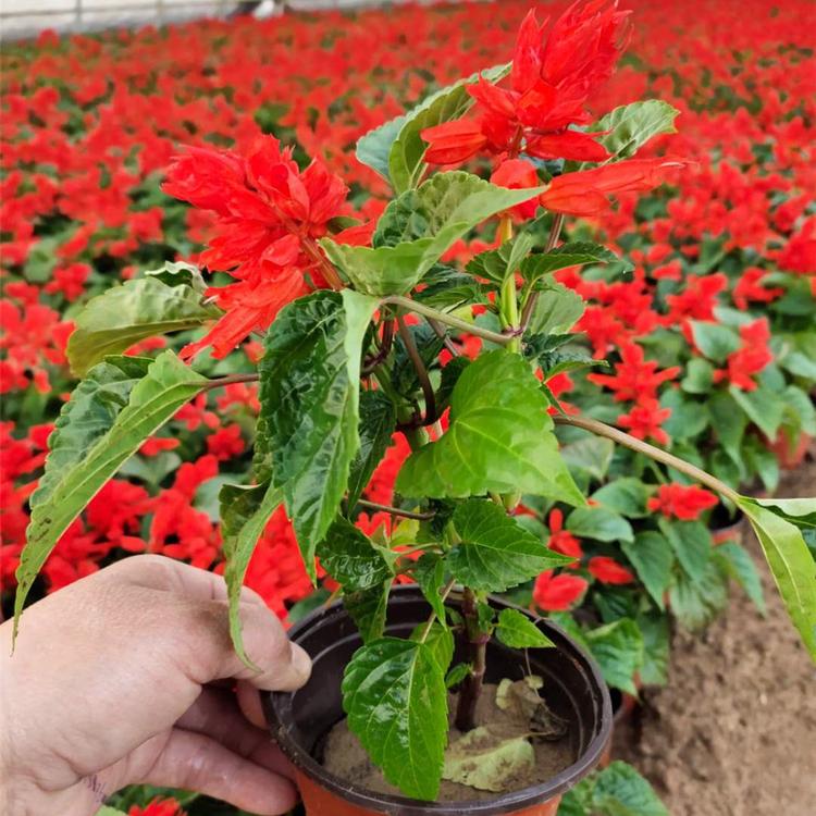 双色盆一串红苗子批发 双色盆一串红种植基地 双色盆一串红小苗培育