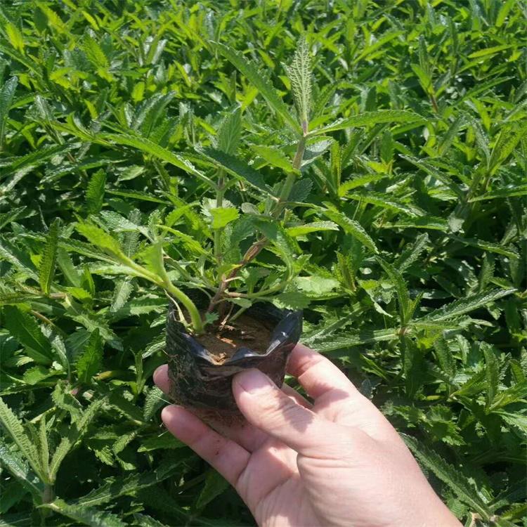 青州基地直供马鞭草 柳叶马鞭草 马鞭草花海 马鞭草价格