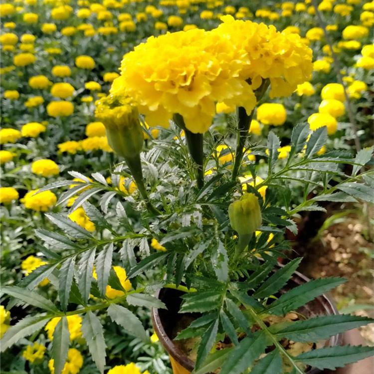 黄花孔雀草 橙色孔雀草