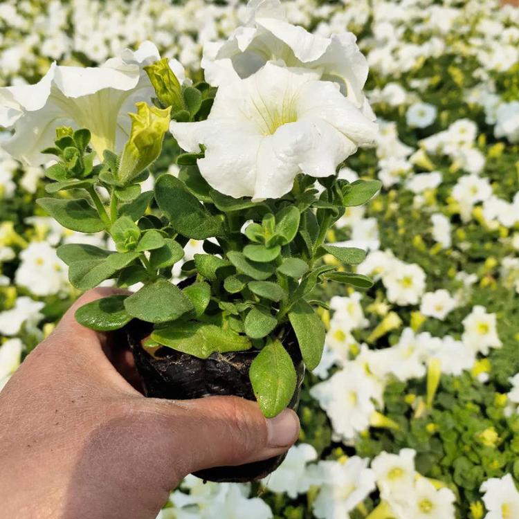 白牵牛基地 白牵牛批发价格 山东白牵牛供应商
