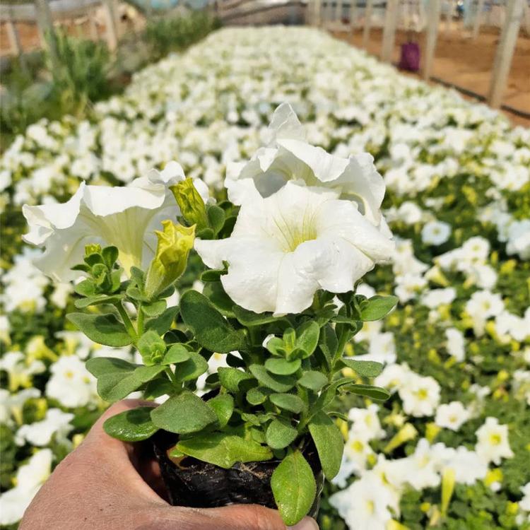 出售白牵牛 大量出售白牵牛 白牵牛价格