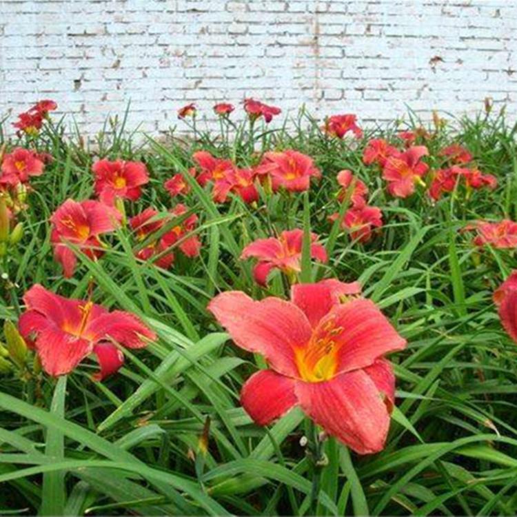 青州大花萱草基地 红宝石萱草批发 红运萱草价格
