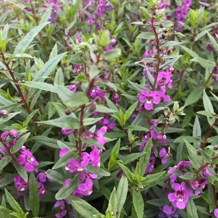 香彩雀批发 青州香彩雀价格 香彩雀种植基地