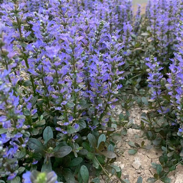 筋骨草培育基地 多花筋骨草 苗圃批发