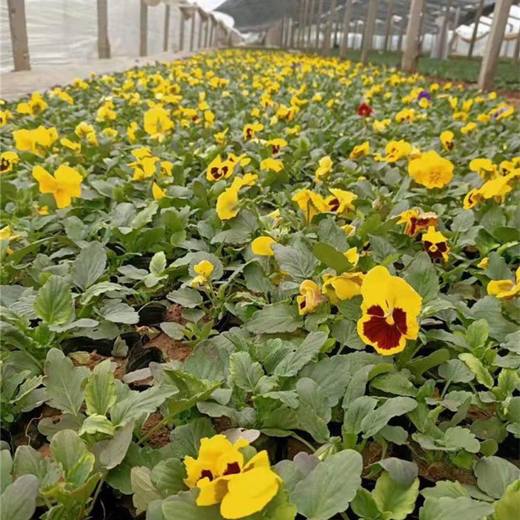 山东三色堇价格 青州三色堇批发 江瑞三色堇基地