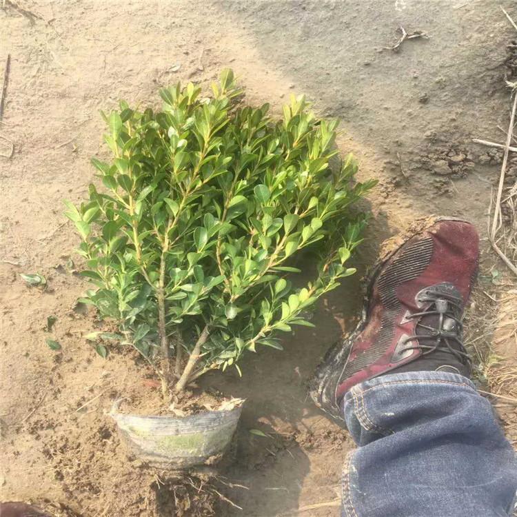 供应瓜子黄杨   大叶黄杨   小叶黄杨批发