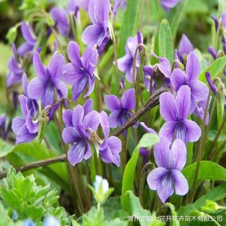 青州紫花地丁种植基地   紫花地丁价格  紫花地丁小苗