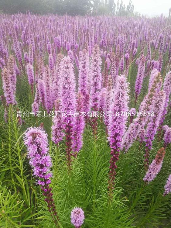 青州蛇鞭菊   蛇鞭菊小苗   蛇鞭菊价格  蛇鞭菊批发  青州花卉种植基地
