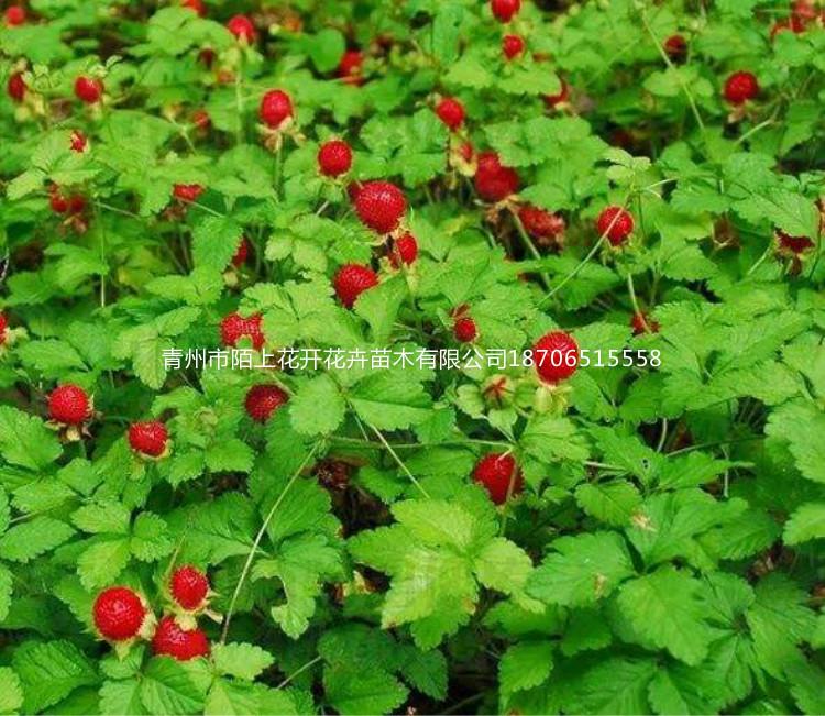 青州蛇莓    蛇莓小苗   蛇莓价格  蛇莓批发  青州花卉种植基地